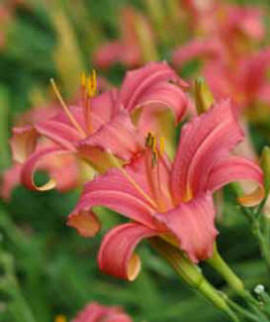 Hemerocallis Chorus Line - Daylily