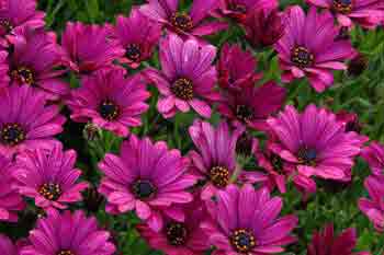 Osteospermum - The Cape Daisy Sunny Mary