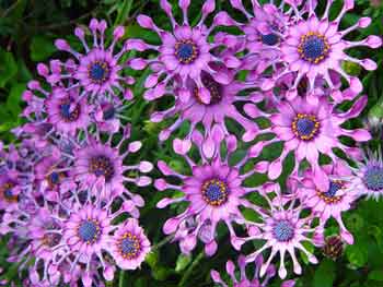 Osteospermum - Cape Daisy - Sunny Sonja
