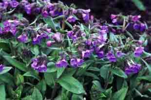 Pulmonaria angustifolia Azurea