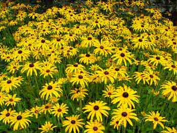 Rudbeckia fulgida Deamii
