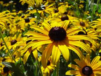 Rudbeckia Goldsturm - The golden Coneflower