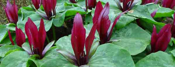Trilliums are not often found in herbaceoouse borders - but should be