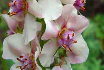 Verbascum chaixii Album