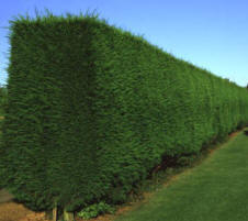 Well cared for green Leylandii hedge, with no visible signs of aphid damage. This particular hedge forms part of the Broadview Gardens - attended by students at the Hadlow College, so maybe the skilled maintenance regime is resposible for the good condition