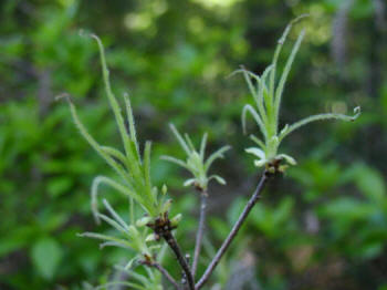 The damage caused to the caterpillars of the sawfly
