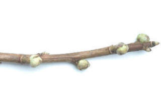 Big bud blast on currant stem