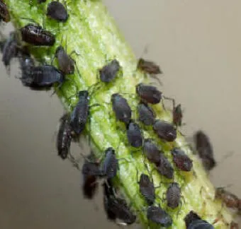 Black Bean Aphid