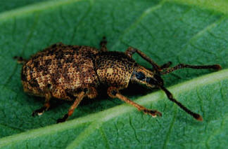 Clay colored weevil on Azalea leaf