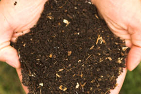 Composted Soil