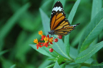 Butterfly on Asclepia