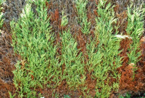 Badly infected by Leylandii Aphids, this Leylandii Castlewellan Gold, may yet still recover.