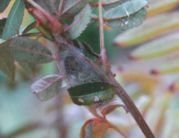 Tortrix Moth ready to emerge - as an adult in September - from its protective web, holding together a cluster of leaves