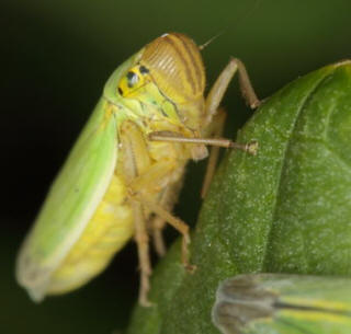 Froghopper Adult