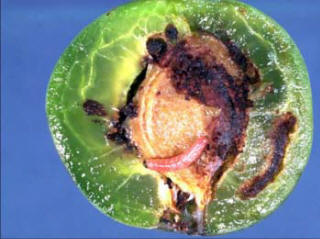 Plum Fruit Moth Larva