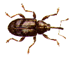Strawberry or Raspberry Blossom Beetle