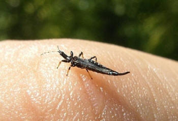 Thrips are instrumental in spoiling leaves and flowers