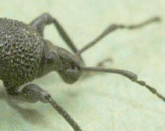 Close up of jaws of the Vine Weevil Beetle.