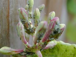 Greenfly on Honeysuckle