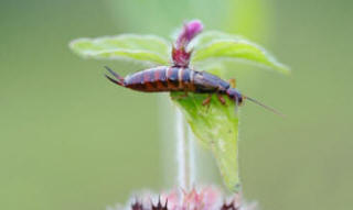 Closeup image of earwig