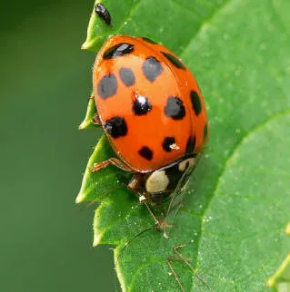 Ladybird