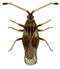 The Rhododendron Bug