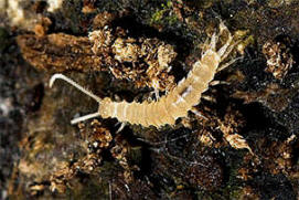 Closeup image of Symphylands grub