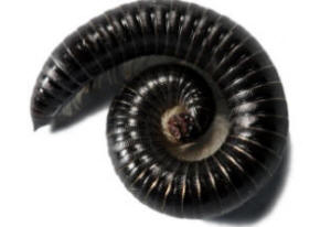 Wireworm