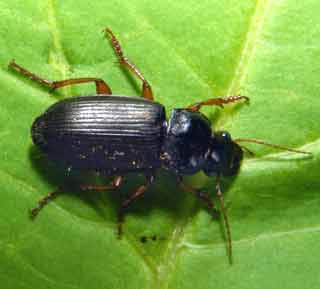 Strawberry Seed Beetle.