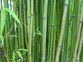 Bamboo stems