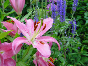 Flower showing anthers