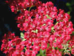 Several of the Achilleas have flowers that are piink