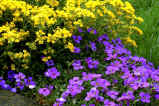 Spring flowering hardy Alyssum saxatile