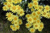 Used to be Senecia Greyii or laxifolia - Now known as Brachyglottis - still the same yellow flowers though.