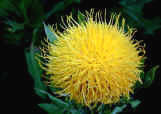 Caerthamnus a yellow flowered perennial for the wildlife