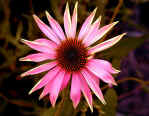 Echinacea Kims Knee High