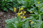 Erythronium tuolumense