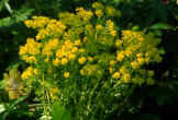 Most perennial Euphorbias have yellow flowers