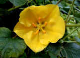 A good wall shrub - Fremontadendron - The californian Shrub