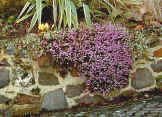Heather with pink flowers