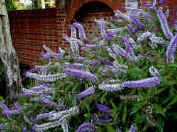 Hebe flowers - a source of food for butterflies and bees