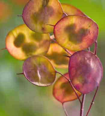 Honesty - Lunaria - Seedheads