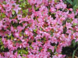 Japanese Azaleas with light pink flowers