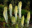 Red hot Pokers are not always red, but some have yellow flowers 