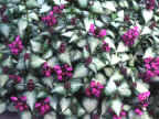 Lamium flowers set off with the silver foliage