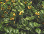 Silver leaved Lamium with Yellow contrasting flowers