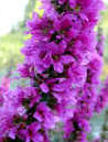 Lythrun - attractive to bees and flying insects