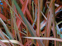 Phormium Pink Sunrise showing pink striped foliage - leaves