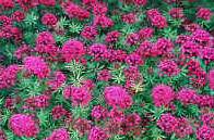 Mass of flowers on Phuopsis for a dry garden