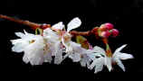 Winter flowering Cherry with light pink flowers